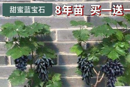 阳光玫瑰葡萄盆栽养殖方法