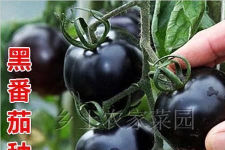 黑妃番茄好吃吗