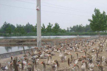 专家说旱鸭子的喂养方法