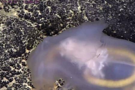 中国最强海洋生物