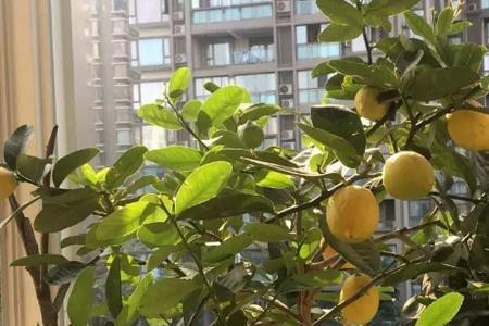 柠檬树长刺不开花不结果怎么办