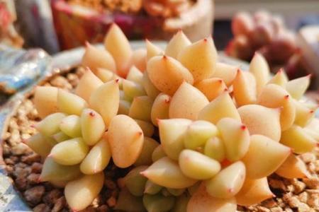 黄金象牙多肉好养吗