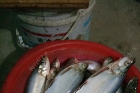 夜里12钓翘嘴的最佳时间段