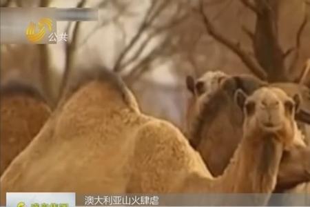 七只骆驼对不对