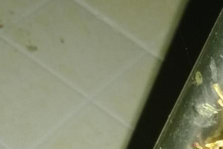 广东常见的蛙有毒吗