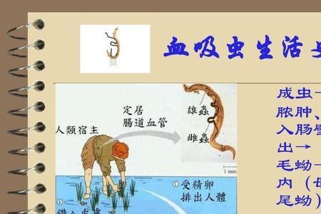 北方有血吸虫吗