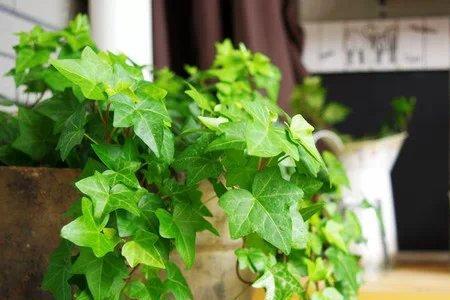 常青藤可以长到多少米