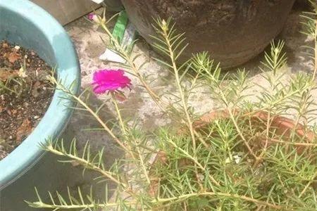 掐掐花的种子怎样取