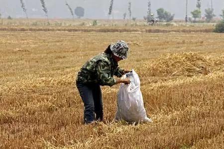一亩地能收多少小麦