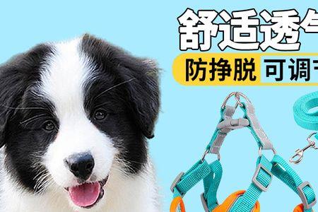 5个月的边牧适合什么项圈