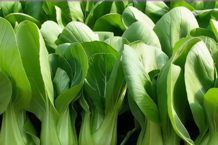 怎么样能把小白菜种好