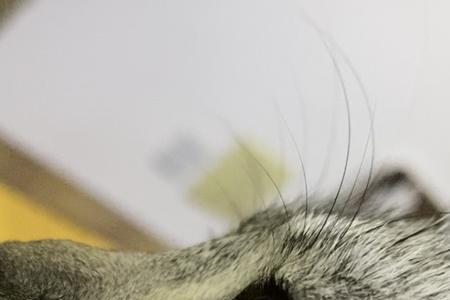 猫眼珠周围有一圈线状物体