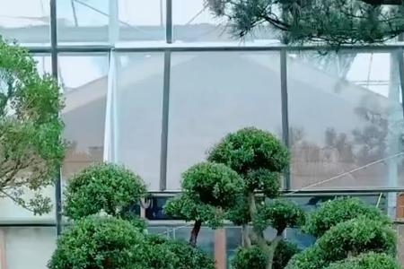 不落叶的盆景都有哪些品种