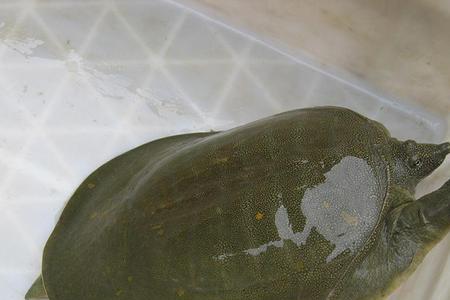甲鱼是淡水鱼还是海鱼
