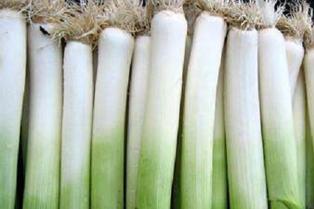 不易抽苔的大葱品种