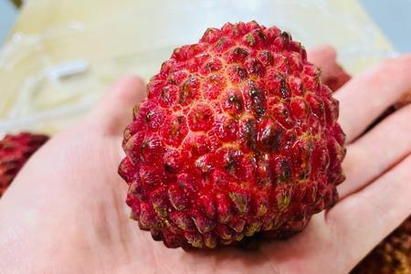九里香荔枝别名叫什么