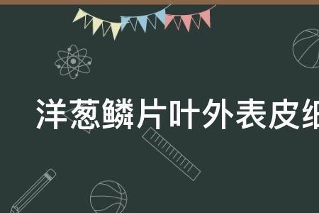 洋葱外表皮有没有叶绿素