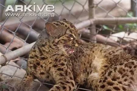 金猫和猞猁哪个厉害