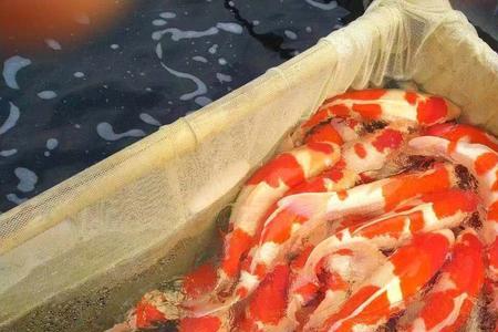 锦鲤夏天吃什么统一饲料