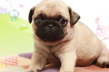 巴哥犬可以全身剪毛吗