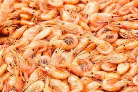 磷虾人能吃吗