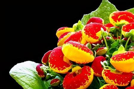 元宝花什么时候开花