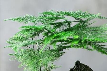 文竹攀藤是什么意思