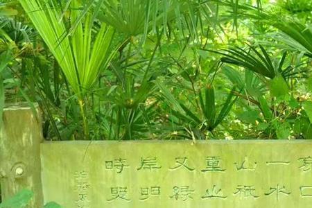 白居易有绿的诗句