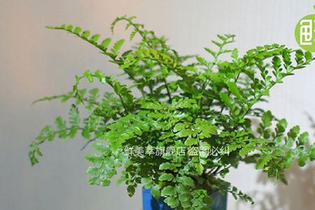 吉姆蕨叶子发黄
