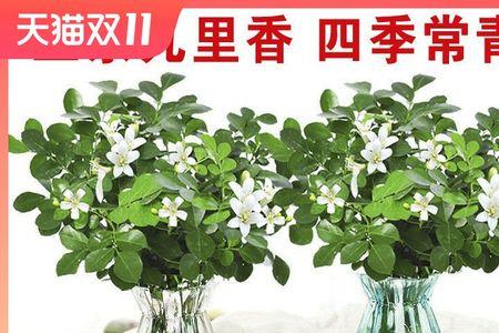 水培九里香叶子发蔫是怎么回事