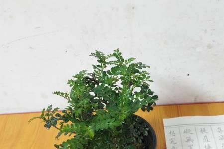 清香木香是什么味道