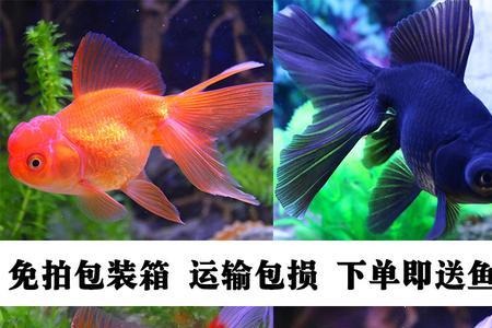红狮金鱼吃什么
