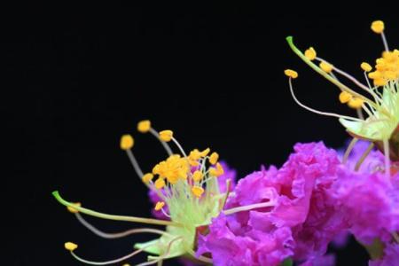 紫薇花开什么颜色最好