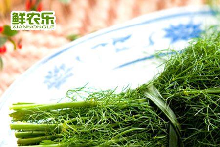 茴香要煮多久才熟