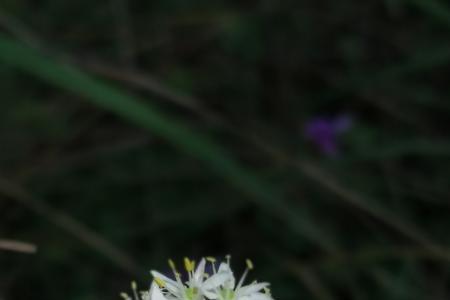 石韭花和山韭花的区别
