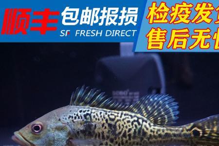 巴西亚三间鱼身上长白毛怎么办