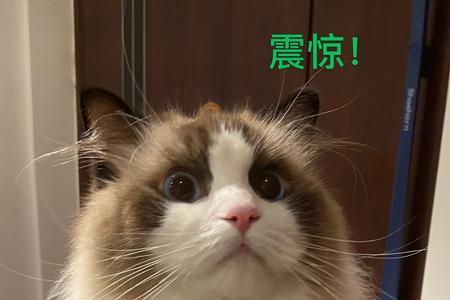猫咪为什么冬天会爆毛