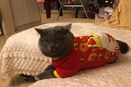 猫抓绒是什么面料