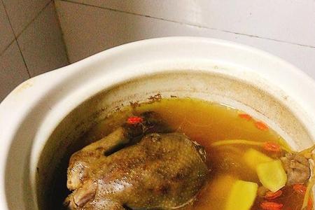 鸽子用炖好还是煲好