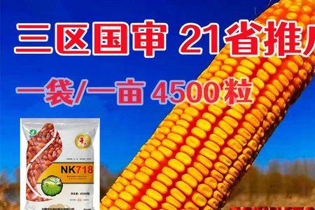 10号玉米种子介绍