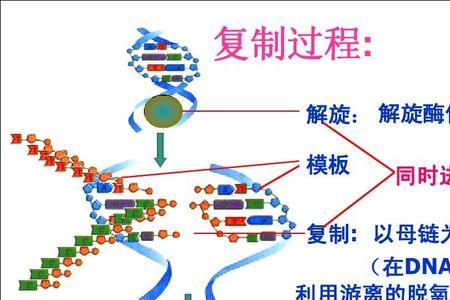 dna分子杂交技术是什么水平