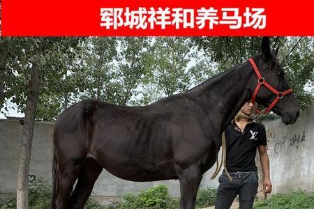 汗血马与纯血马的区别