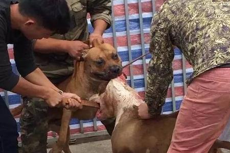比特犬胆子小是怎么回事