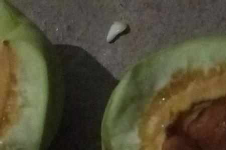 杏核都是裂开的是咋回事