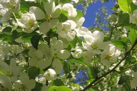 二月开白花打一字