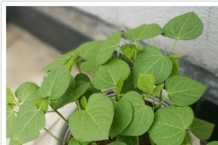 赤小豆苗是什么样
