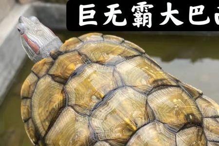 巴西龟一年产蛋多少次