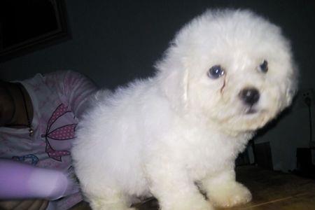 比熊幼犬大小便怎样是正常的