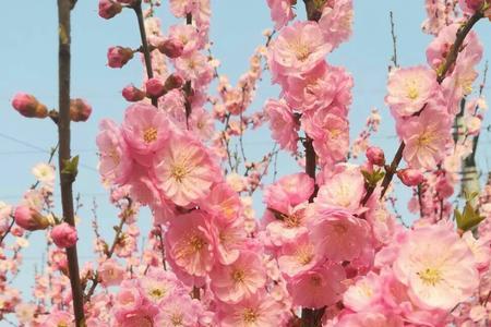 二八花开喜相逢什么意思