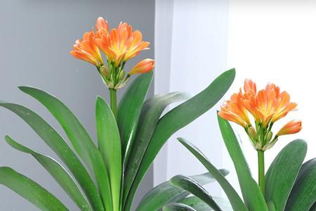 屋里养了12盆花好吗